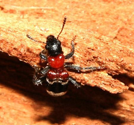 Thanasimus formicarius